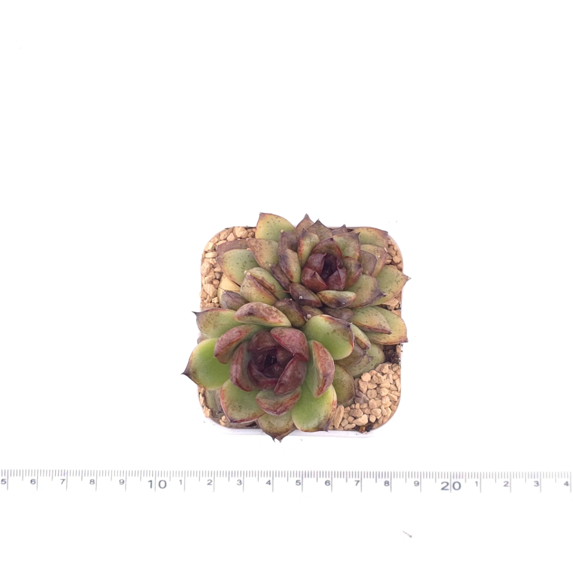 Echeveria ‘Dark Opal’ | 黑橙 thumbnail 4
