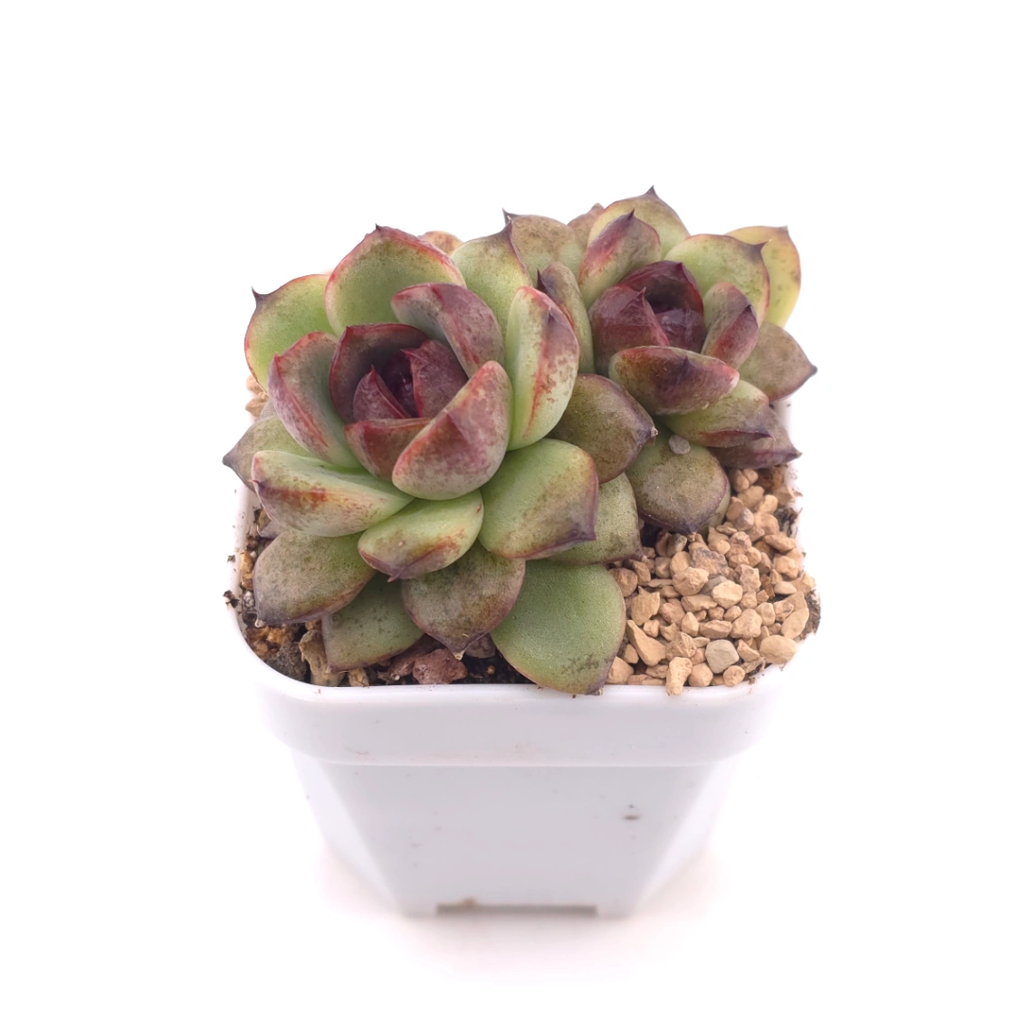 Echeveria ‘Dark Opal’ | 黑橙 thumbnail 2