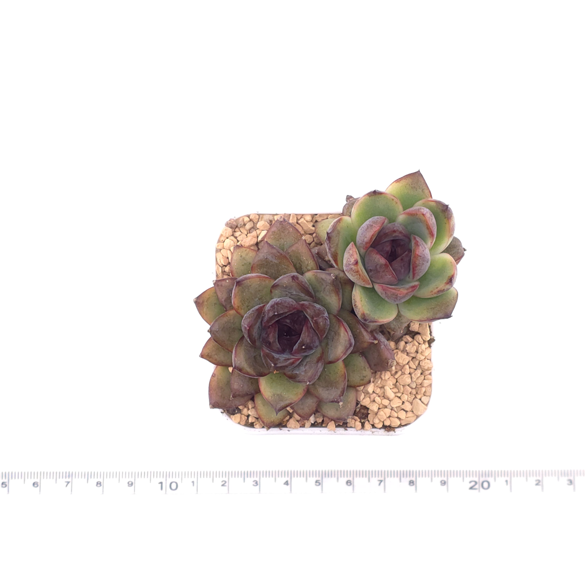 Echeveria ‘Dark Opal’ | 黑橙 thumbnail 4