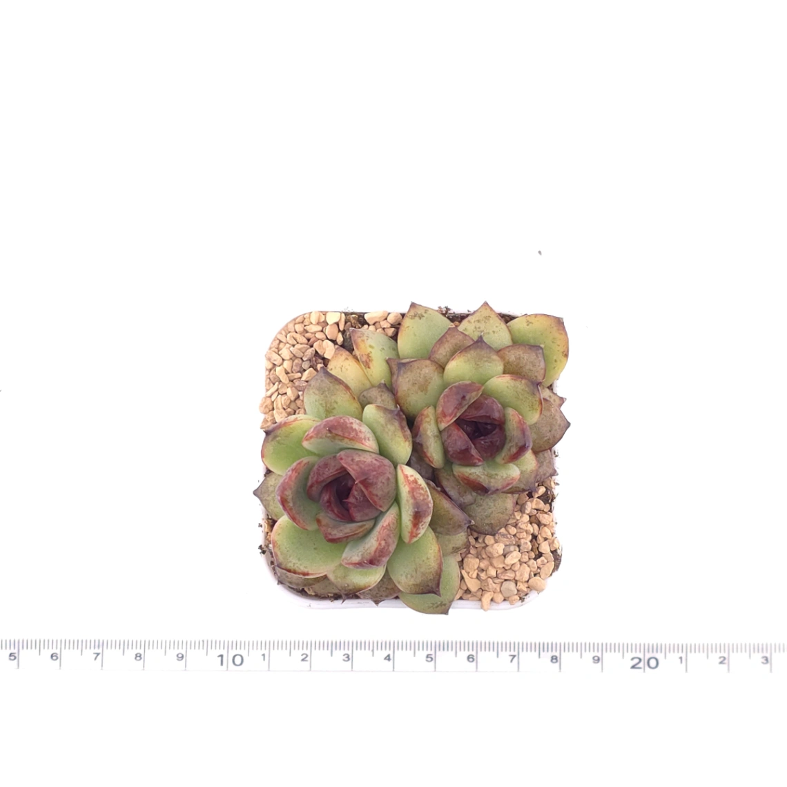Echeveria ‘Dark Opal’ | 黑橙 thumbnail 4