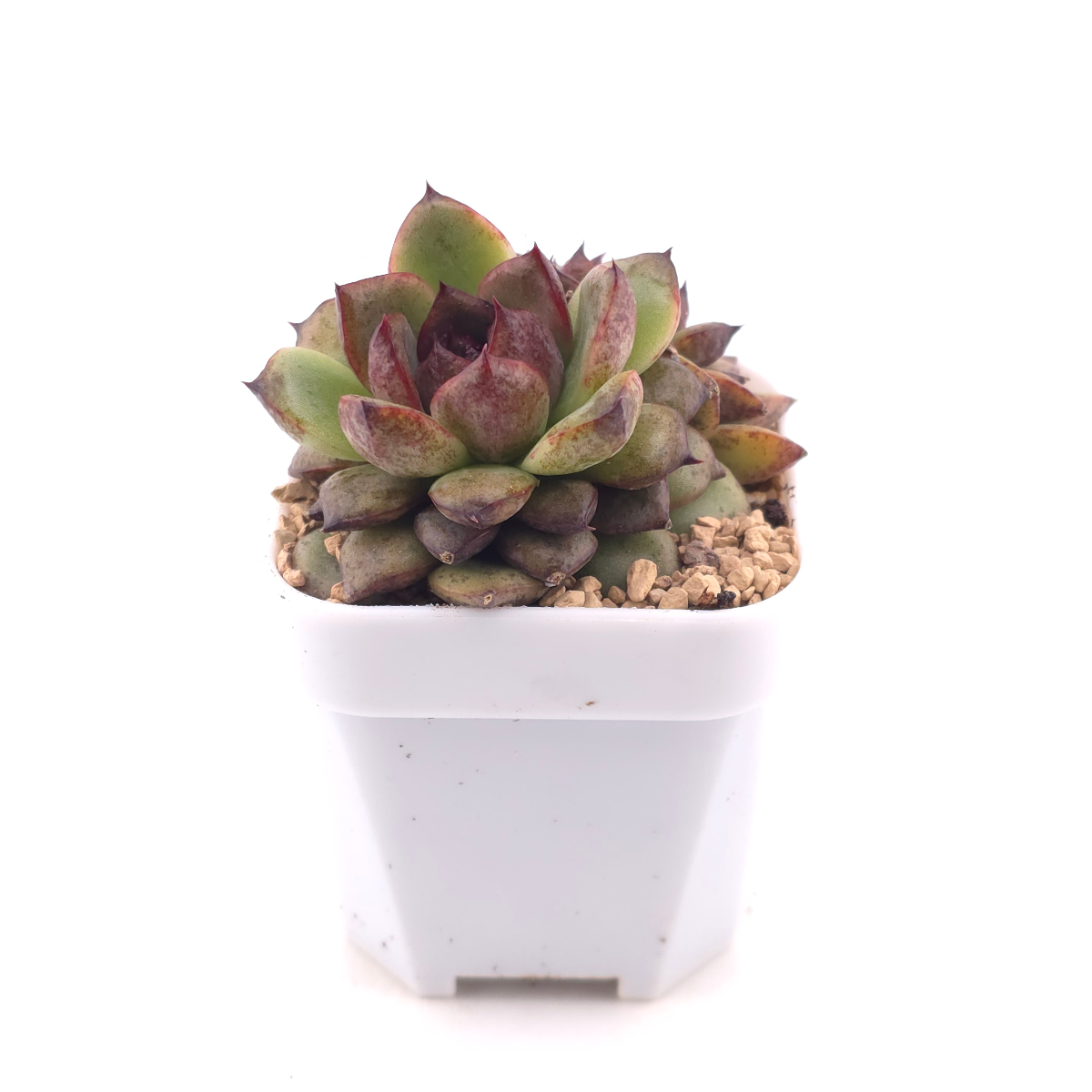 Echeveria ‘Dark Opal’ | 黑橙 thumbnail 3