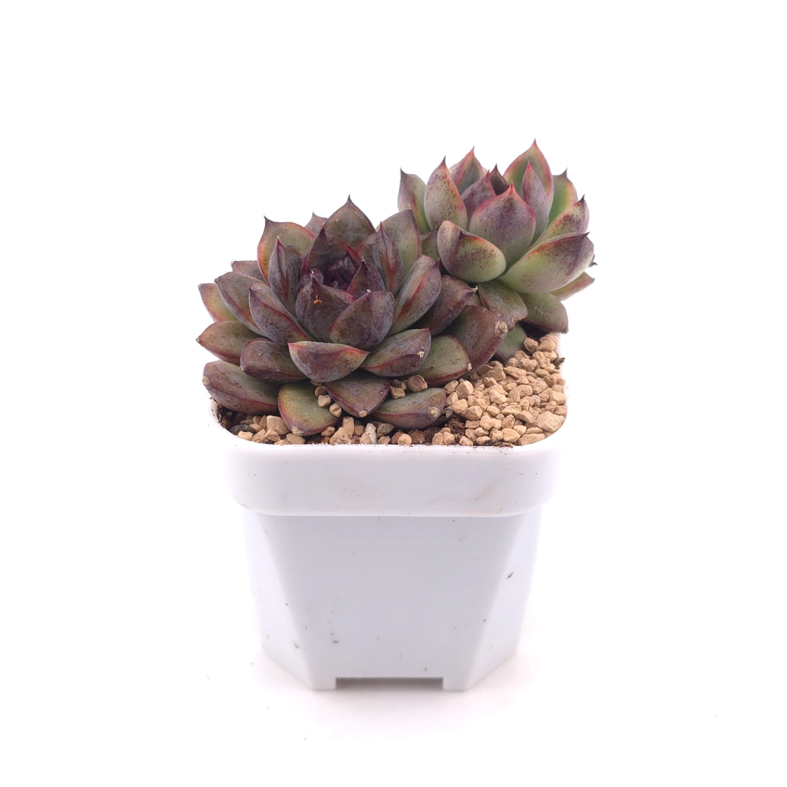 Echeveria ‘Dark Opal’ | 黑橙 thumbnail 3