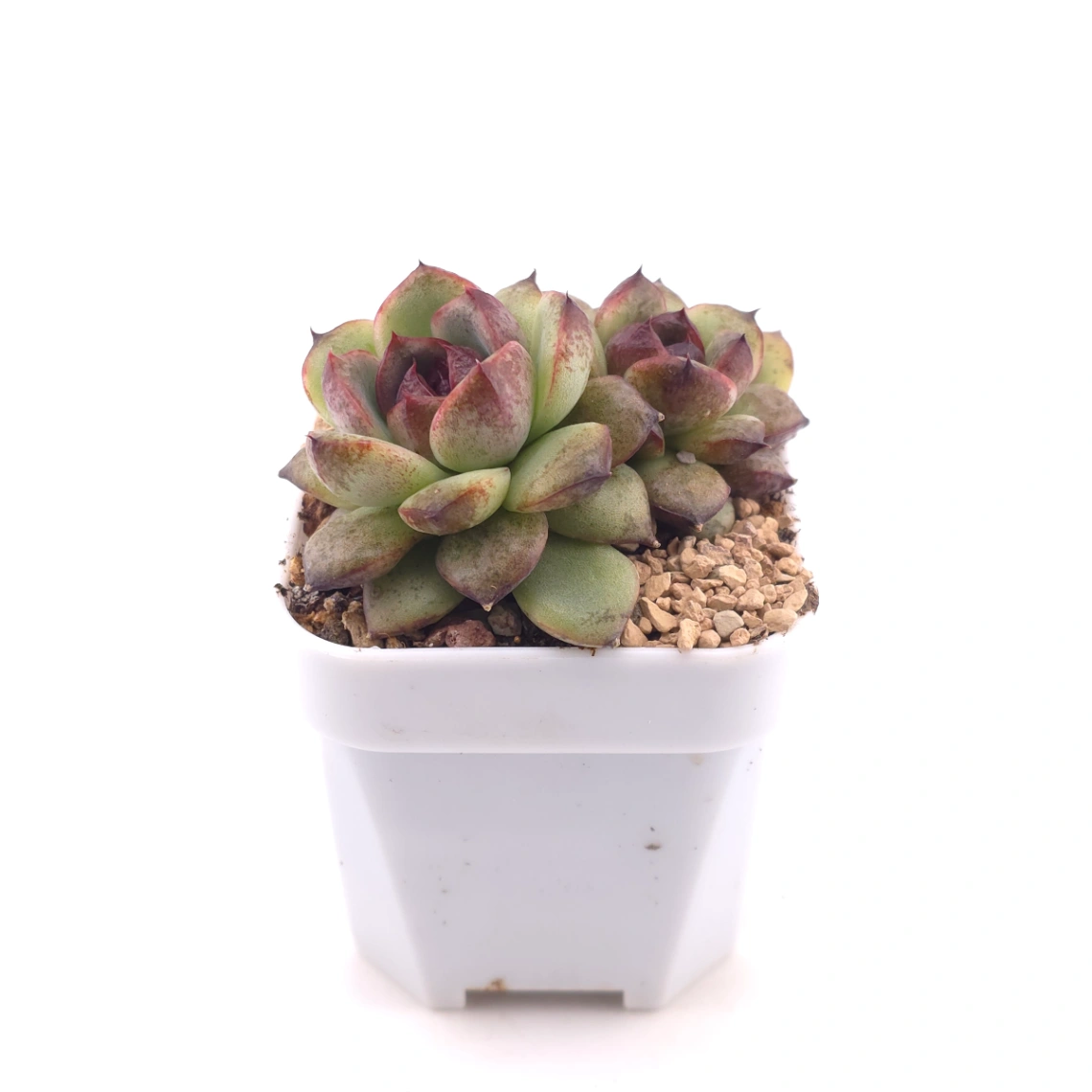 Echeveria ‘Dark Opal’ | 黑橙 thumbnail 3