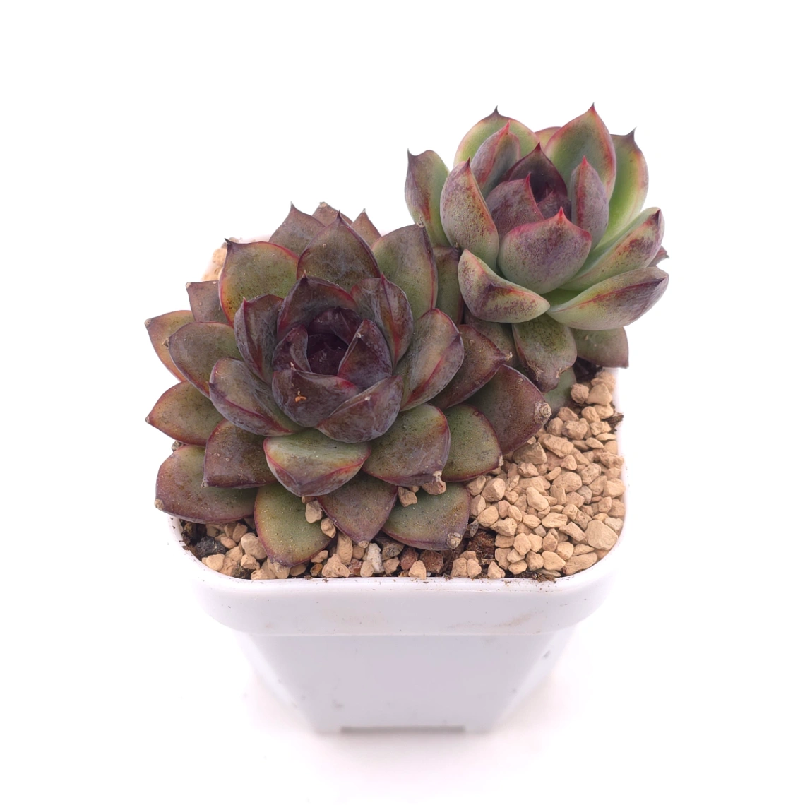 Echeveria ‘Dark Opal’ | 黑橙 thumbnail 2