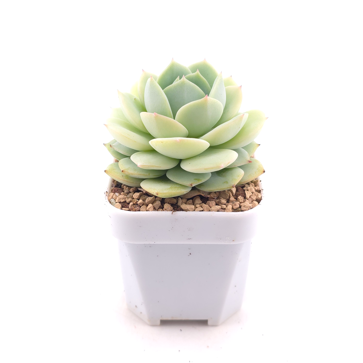 Echeveria 'Derenbergii' | 靜夜 thumbnail 3