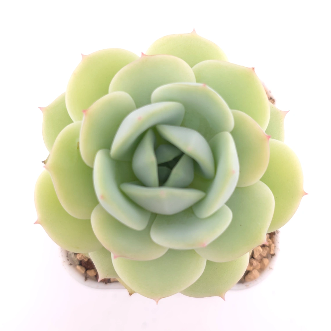 Echeveria 'Derenbergii' | 靜夜 - View 1