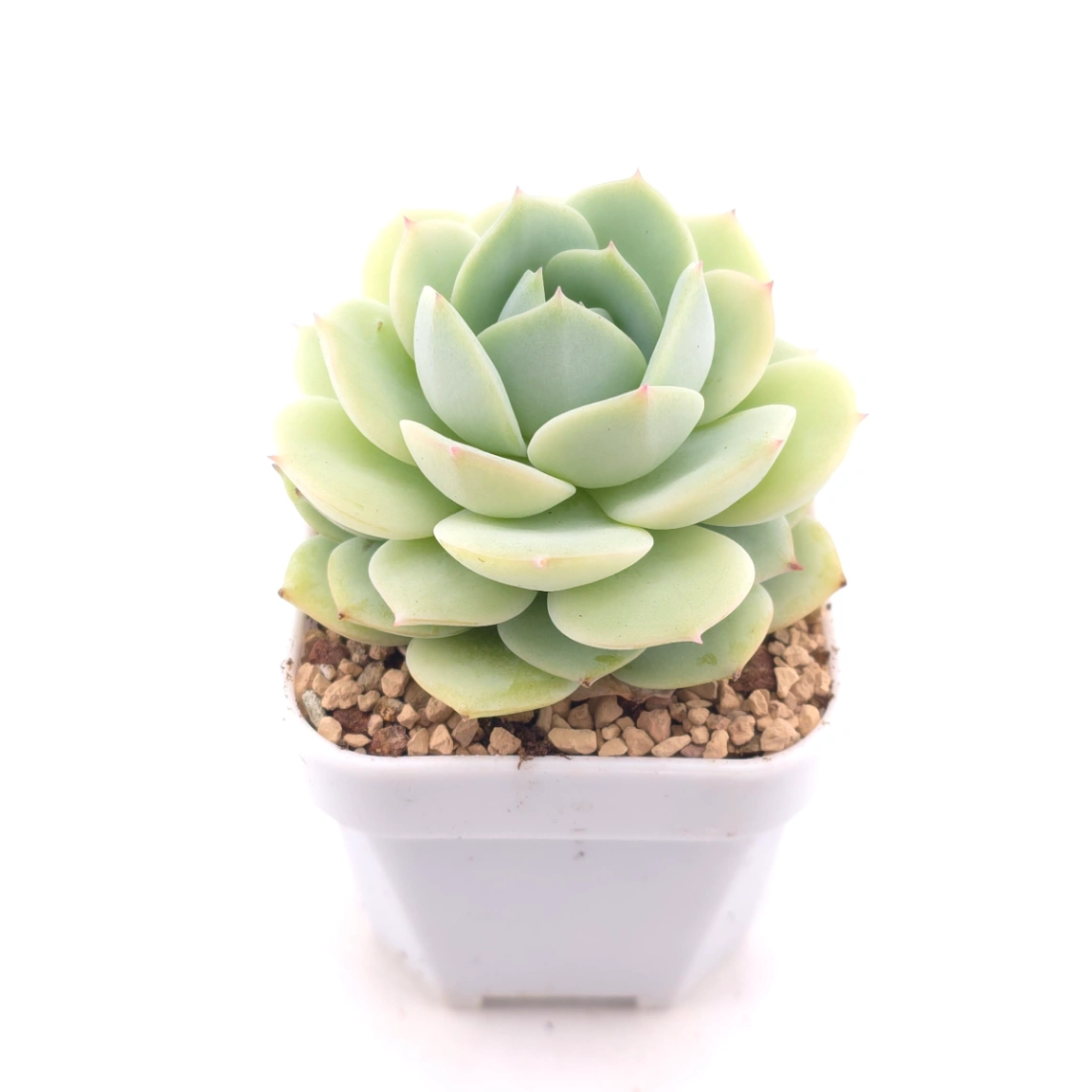 Echeveria 'Derenbergii' | 靜夜 thumbnail 2