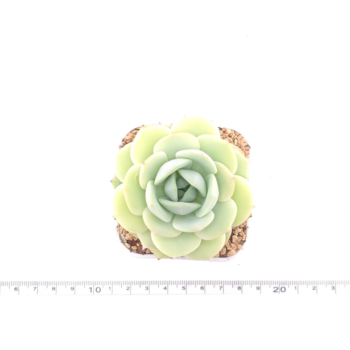 Echeveria 'Derenbergii' | 靜夜 thumbnail 4