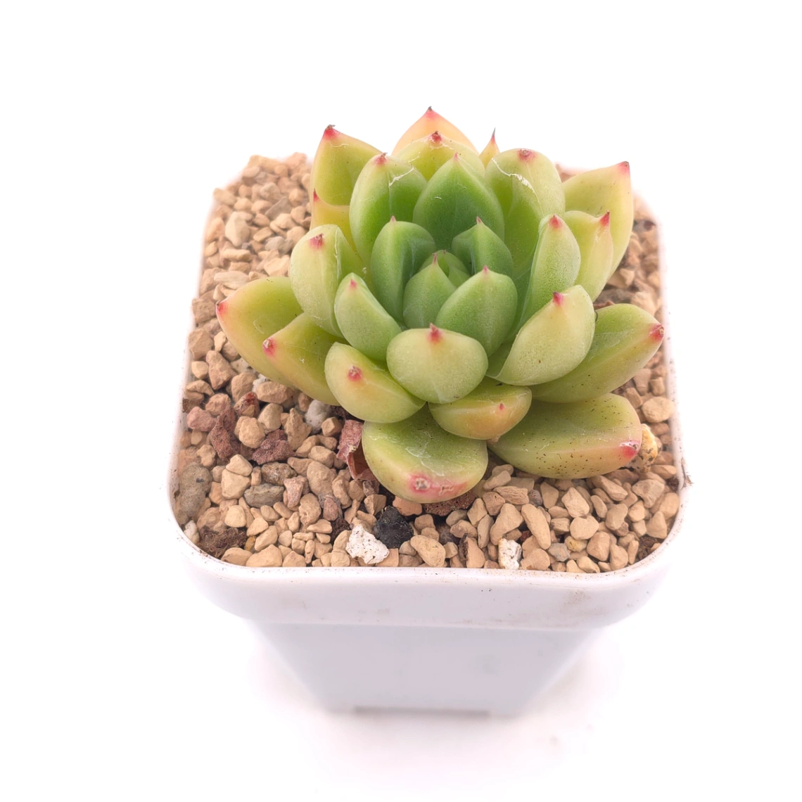 Echeveria ‘Diamond Jenny' | 鑽石珍妮 thumbnail 2