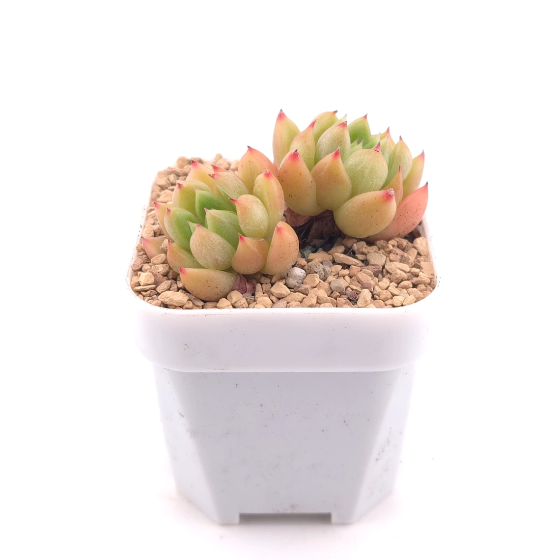 Echeveria ‘Diamond Jenny' | 鑽石珍妮 thumbnail 3