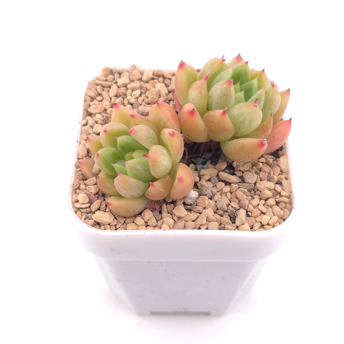 Echeveria ‘Diamond Jenny' | 鑽石珍妮 thumbnail 2