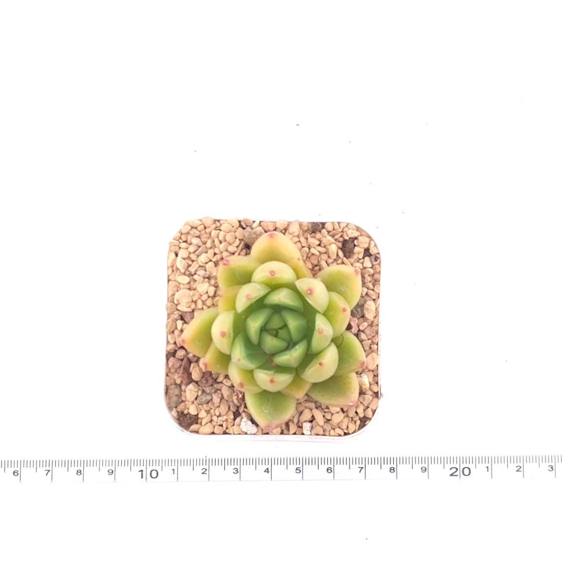 Echeveria ‘Diamond Jenny' | 鑽石珍妮 thumbnail 4