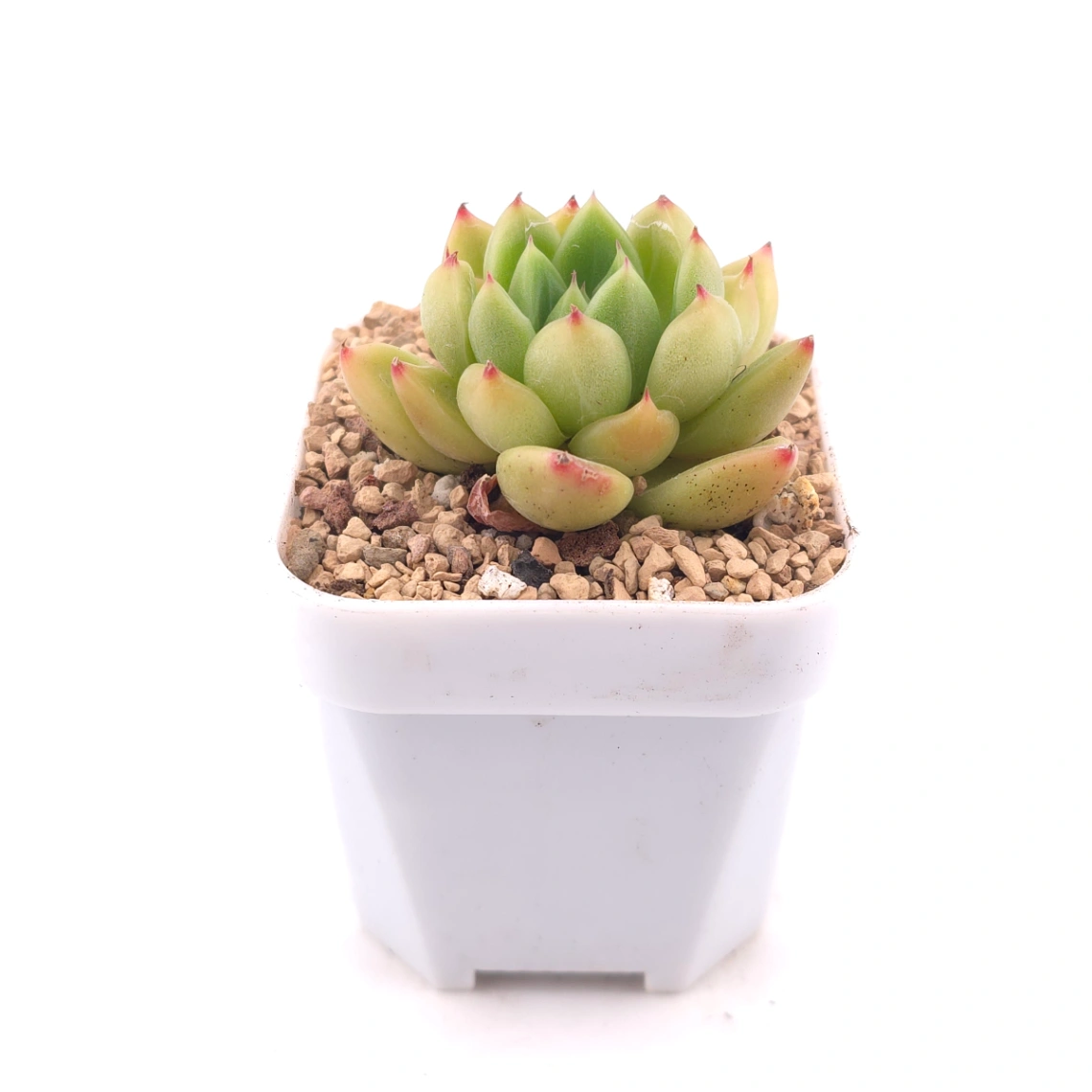 Echeveria ‘Diamond Jenny' | 鑽石珍妮 thumbnail 3