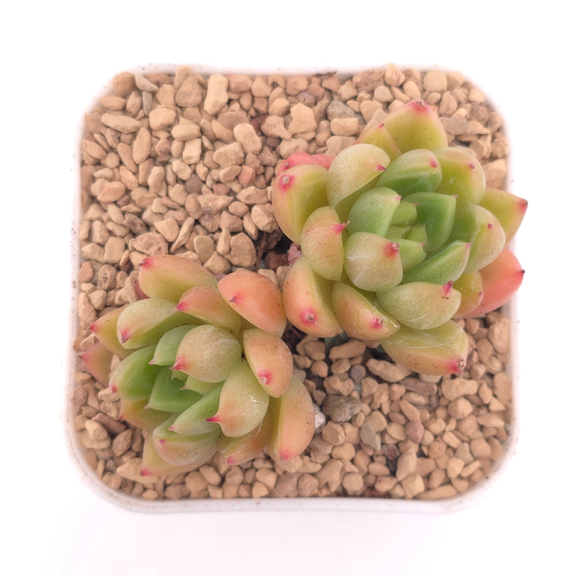 Echeveria ‘Diamond Jenny' | 鑽石珍妮 - View 1