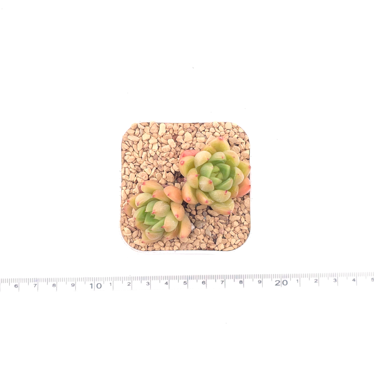 Echeveria ‘Diamond Jenny' | 鑽石珍妮 thumbnail 4