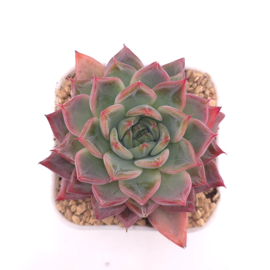 Echeveria ‘Fire Pillar’ | 火炬 - View 1