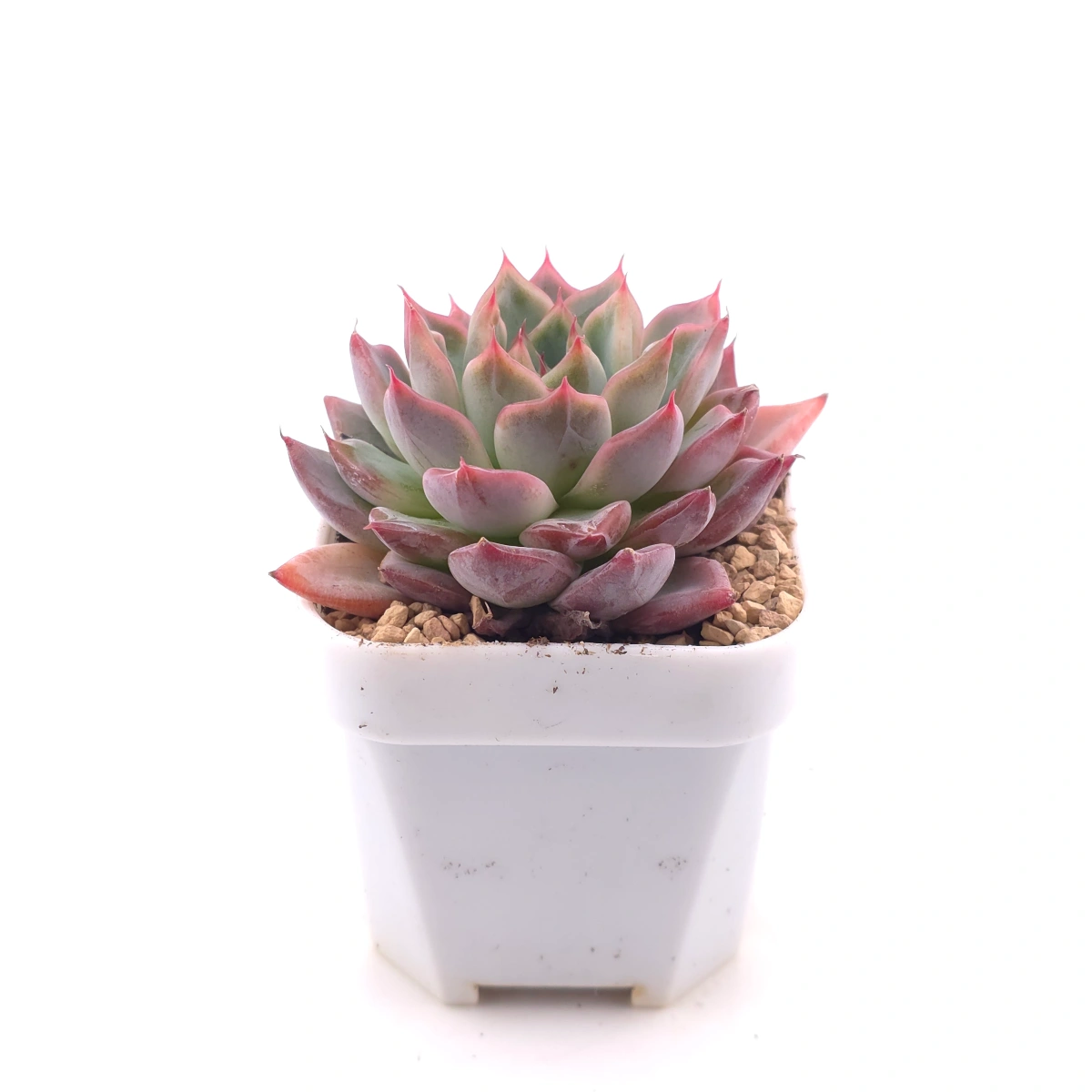 Echeveria ‘Fire Pillar’ | 火炬 thumbnail 3