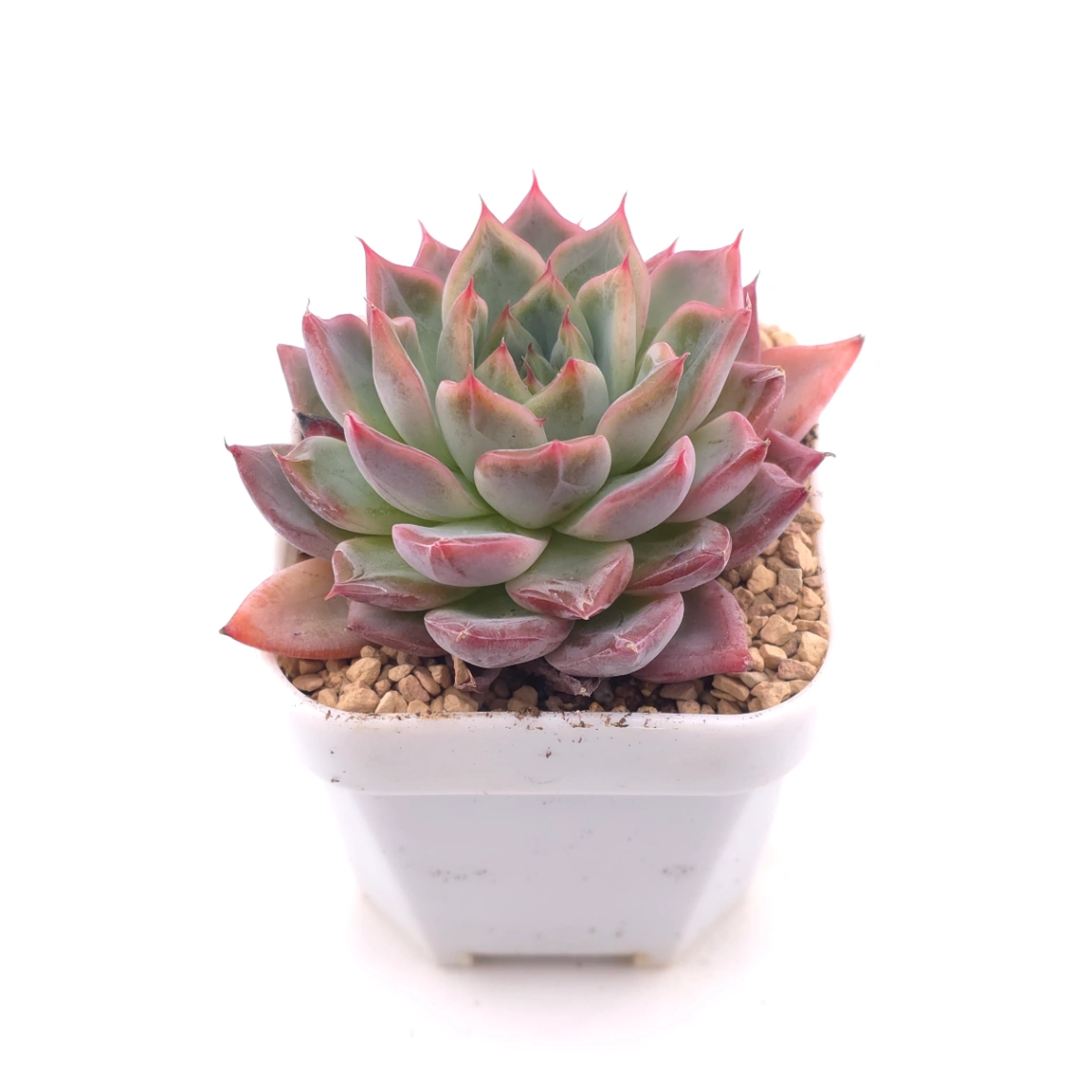 Echeveria ‘Fire Pillar’ | 火炬 thumbnail 2