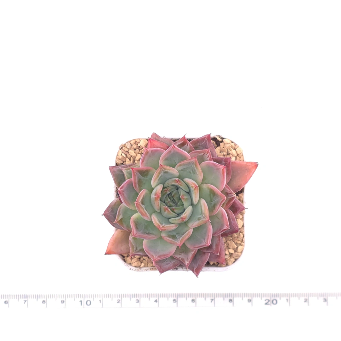 Echeveria ‘Fire Pillar’ | 火炬 thumbnail 4
