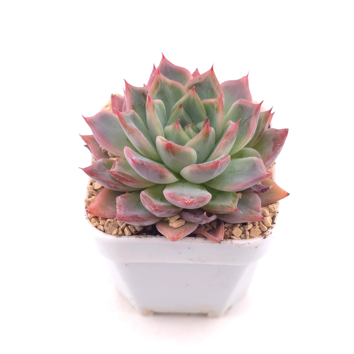 Echeveria ‘Fire Pillar’ | 火炬 thumbnail 2
