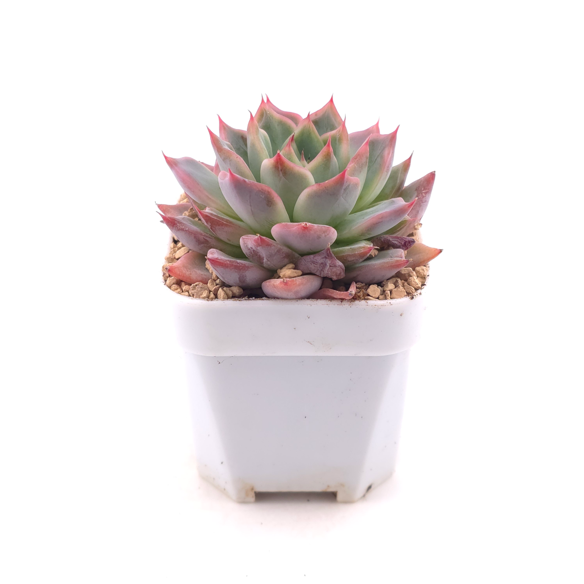 Echeveria ‘Fire Pillar’ | 火炬 thumbnail 3