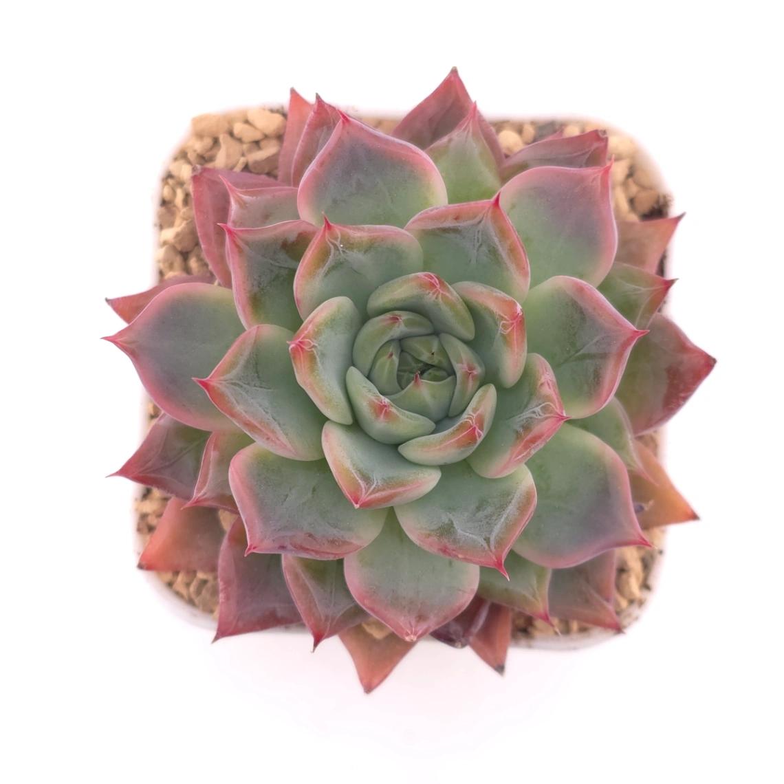 Echeveria ‘Fire Pillar’ | 火炬 - View 1