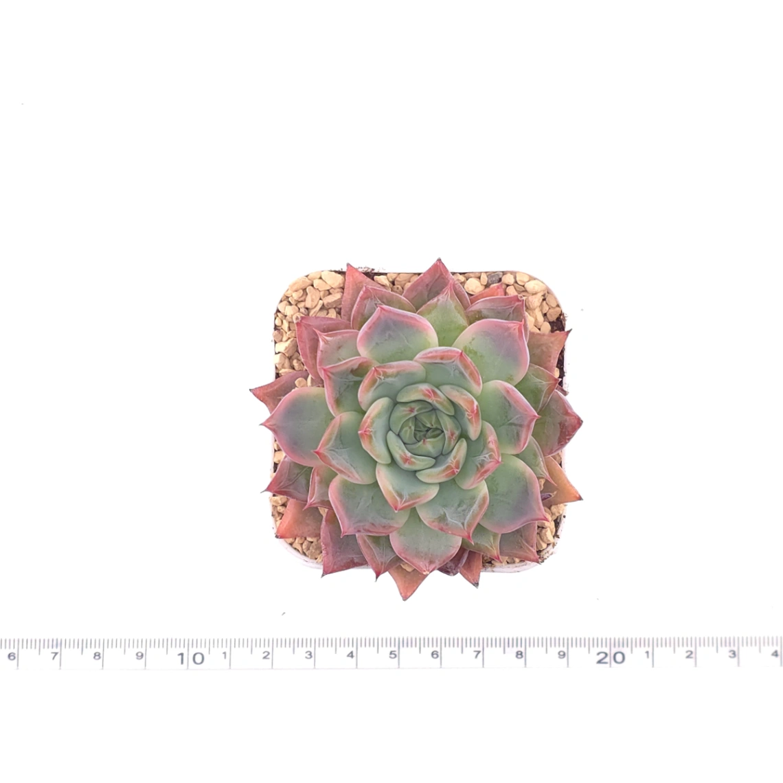 Echeveria ‘Fire Pillar’ | 火炬 thumbnail 4