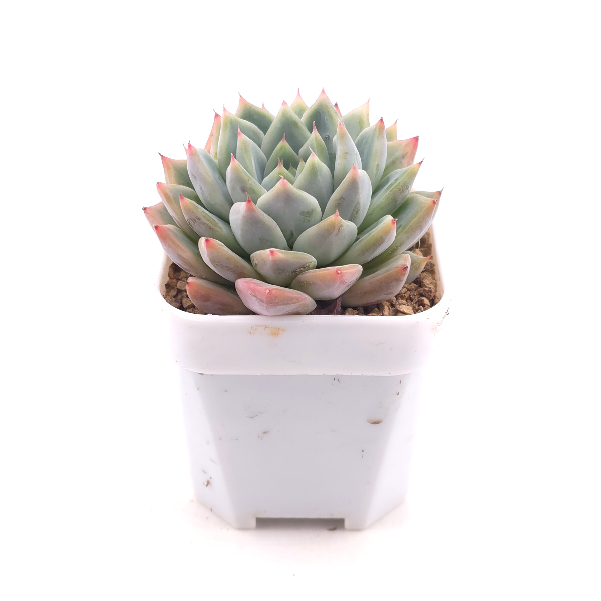 Echeveria ‘Frost Flower’ | 霜花 thumbnail 3