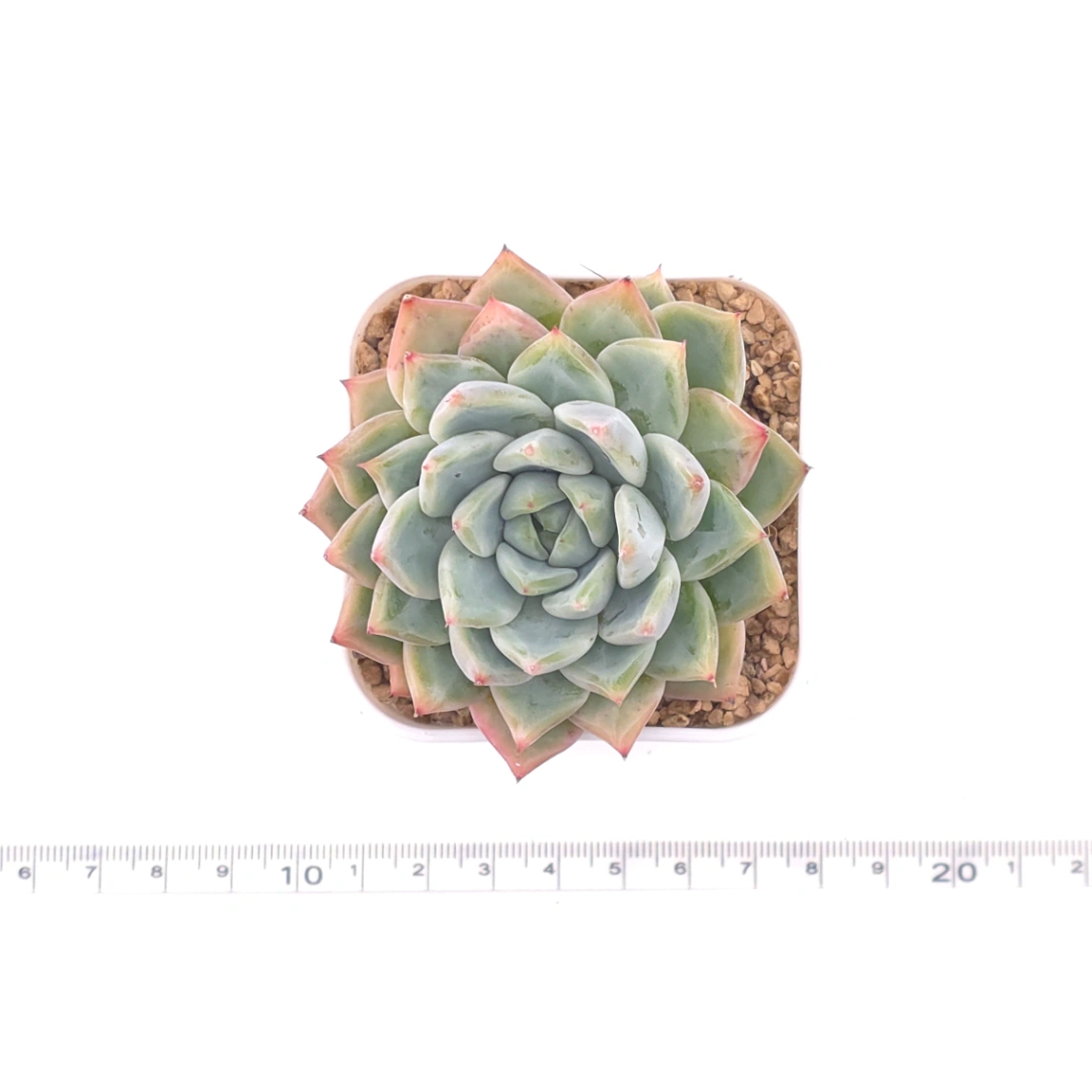 Echeveria ‘Frost Flower’ | 霜花 thumbnail 4