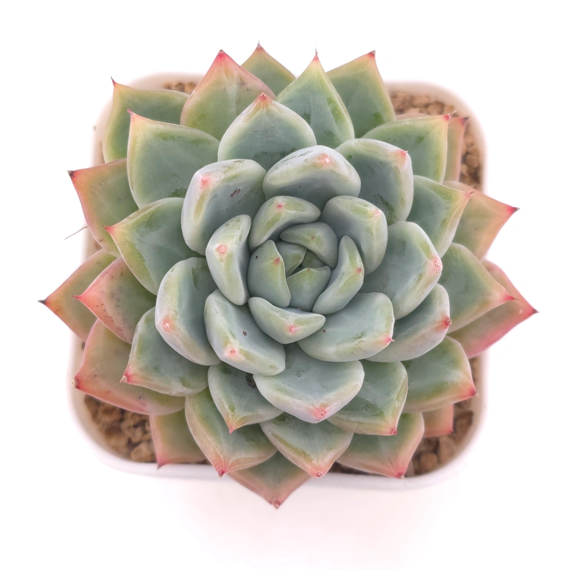 Echeveria ‘Frost Flower’ | 霜花 - View 1
