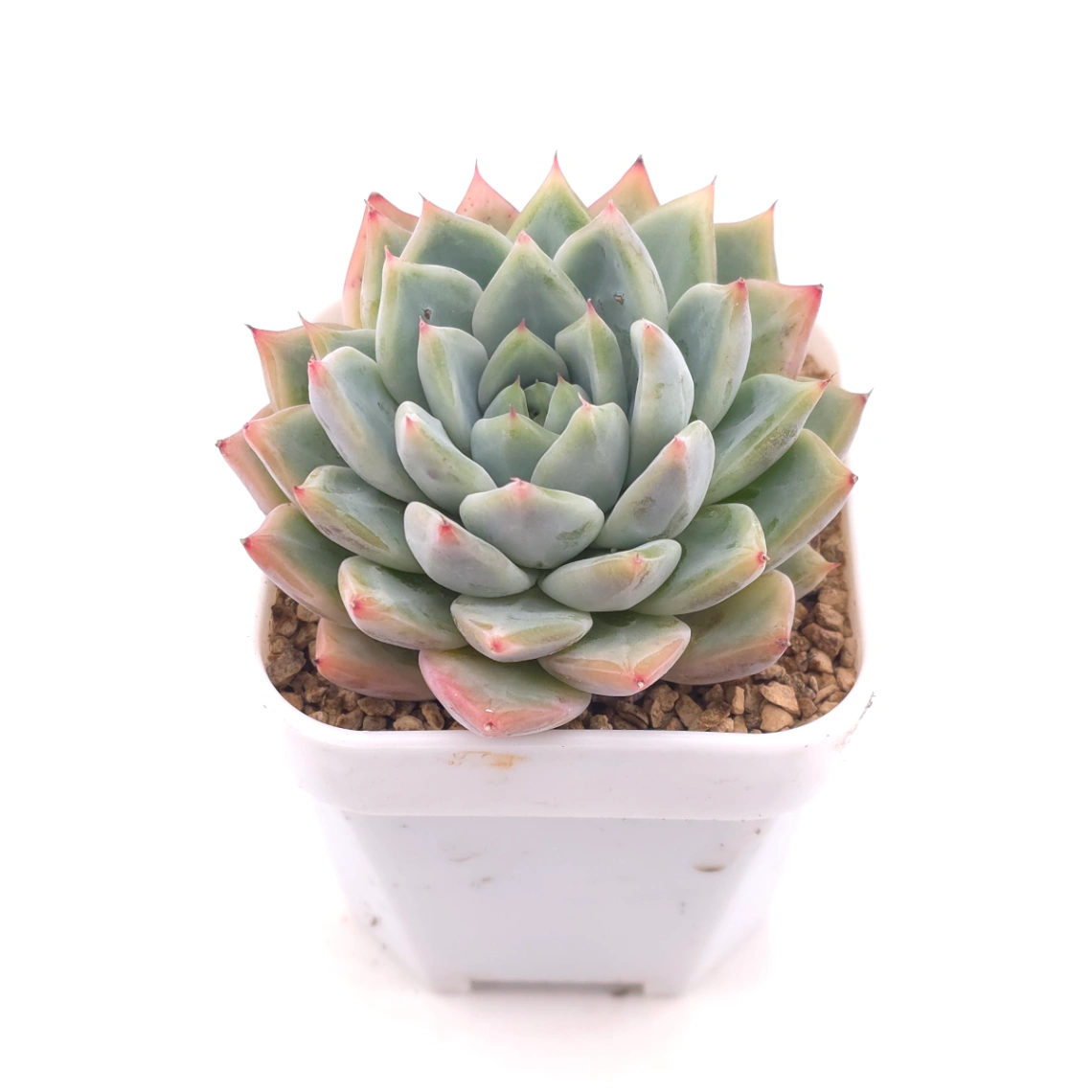 Echeveria ‘Frost Flower’ | 霜花 thumbnail 2