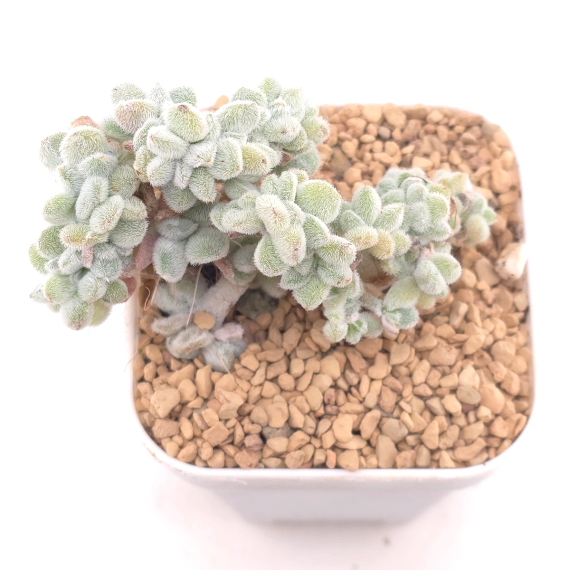 Echeveria ’Frosty' cristata | 雪晃星綴 - View 1