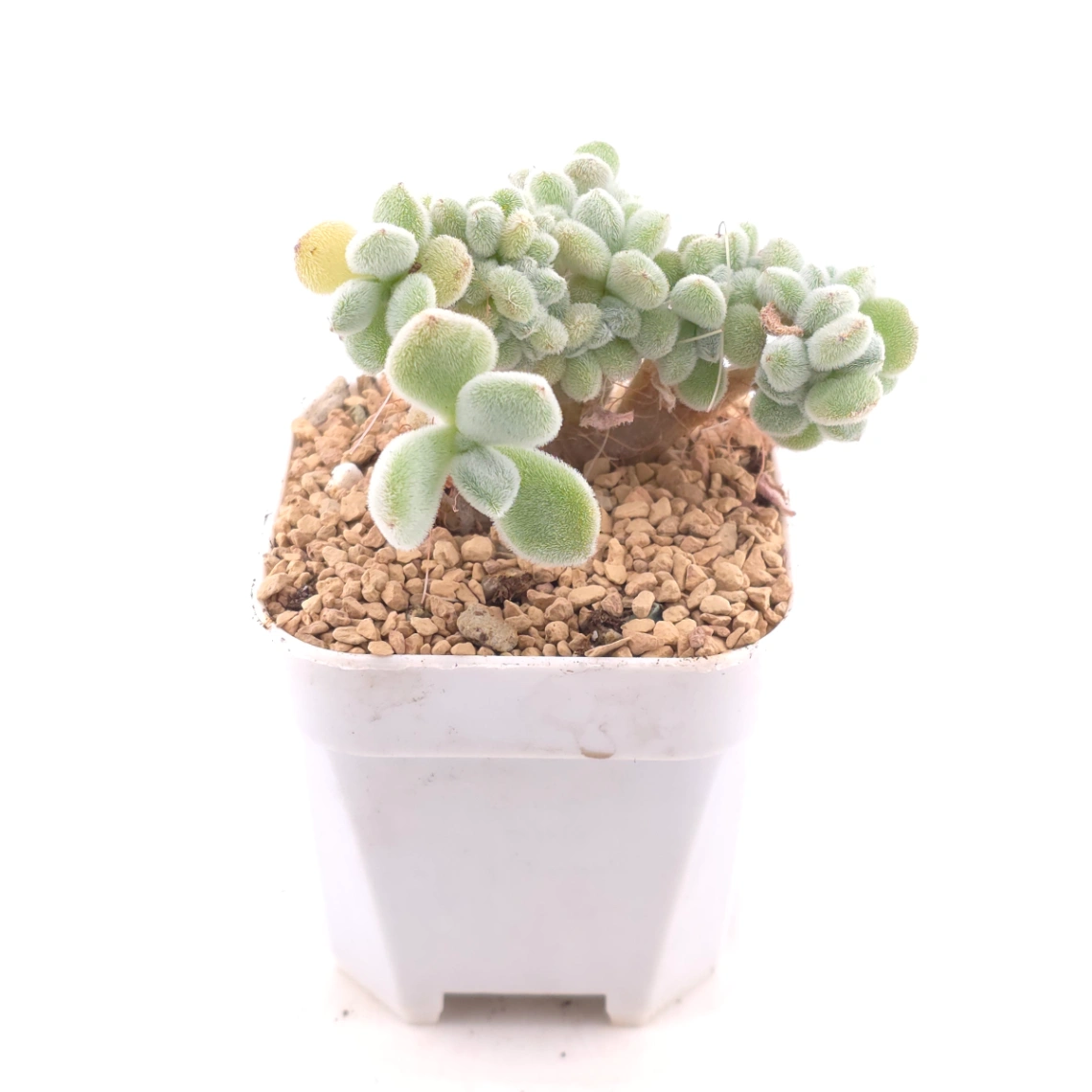 Echeveria ’Frosty' cristata | 雪晃星綴 thumbnail 3