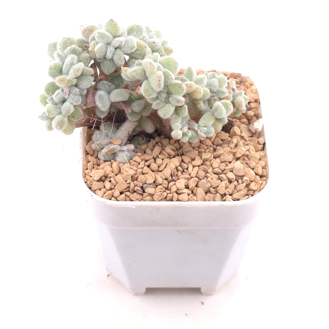 Echeveria ’Frosty' cristata | 雪晃星綴 thumbnail 2