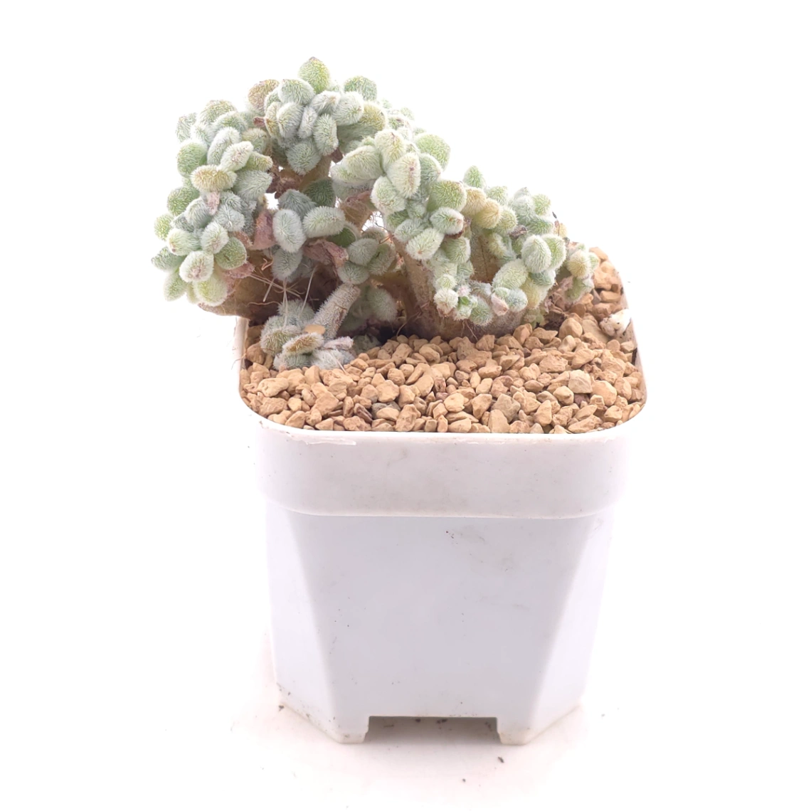 Echeveria ’Frosty' cristata | 雪晃星綴 thumbnail 3
