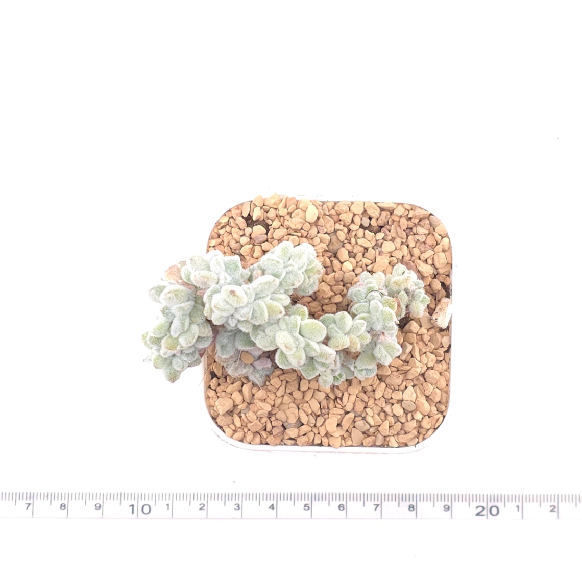 Echeveria ’Frosty' cristata | 雪晃星綴 thumbnail 4