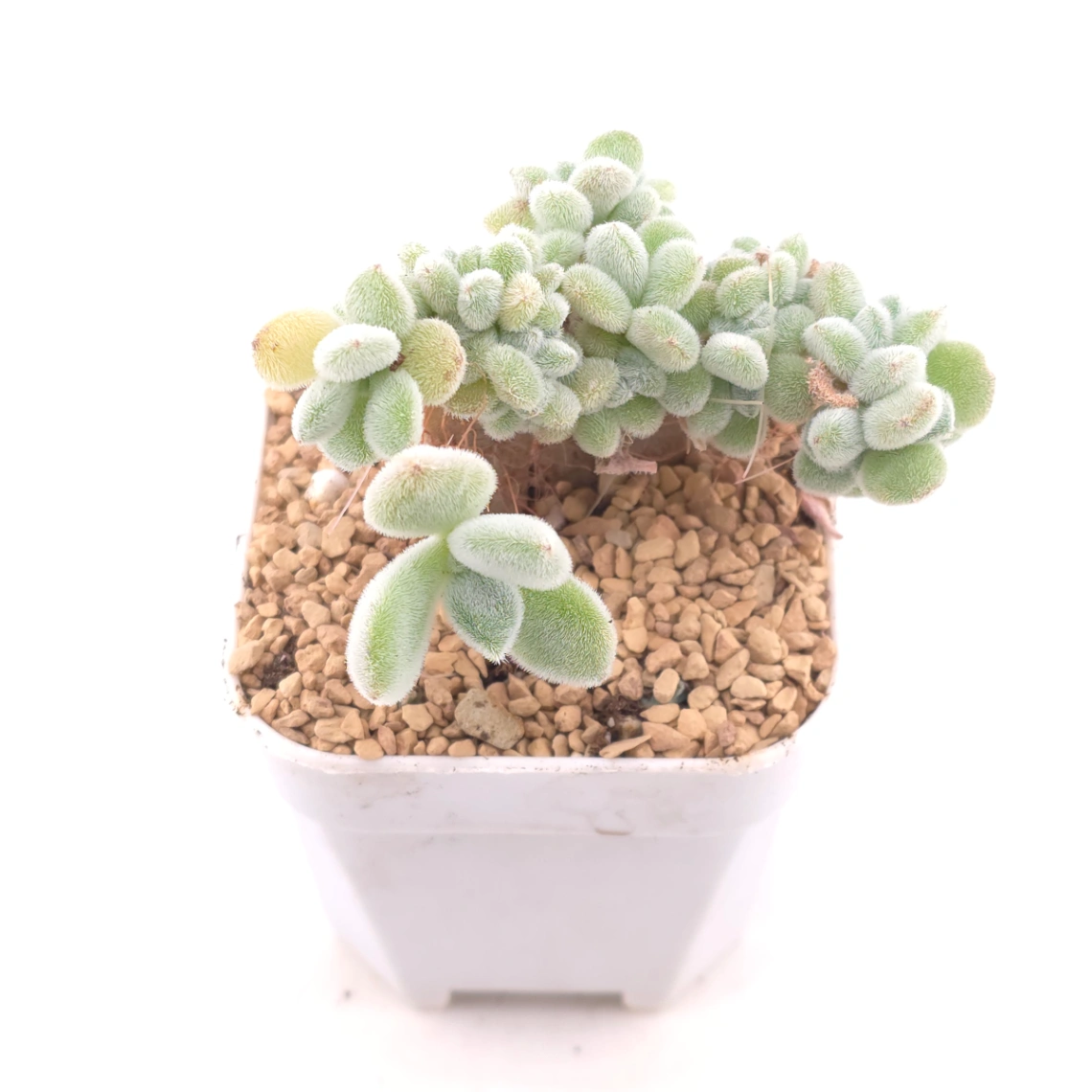 Echeveria ’Frosty' cristata | 雪晃星綴 thumbnail 2
