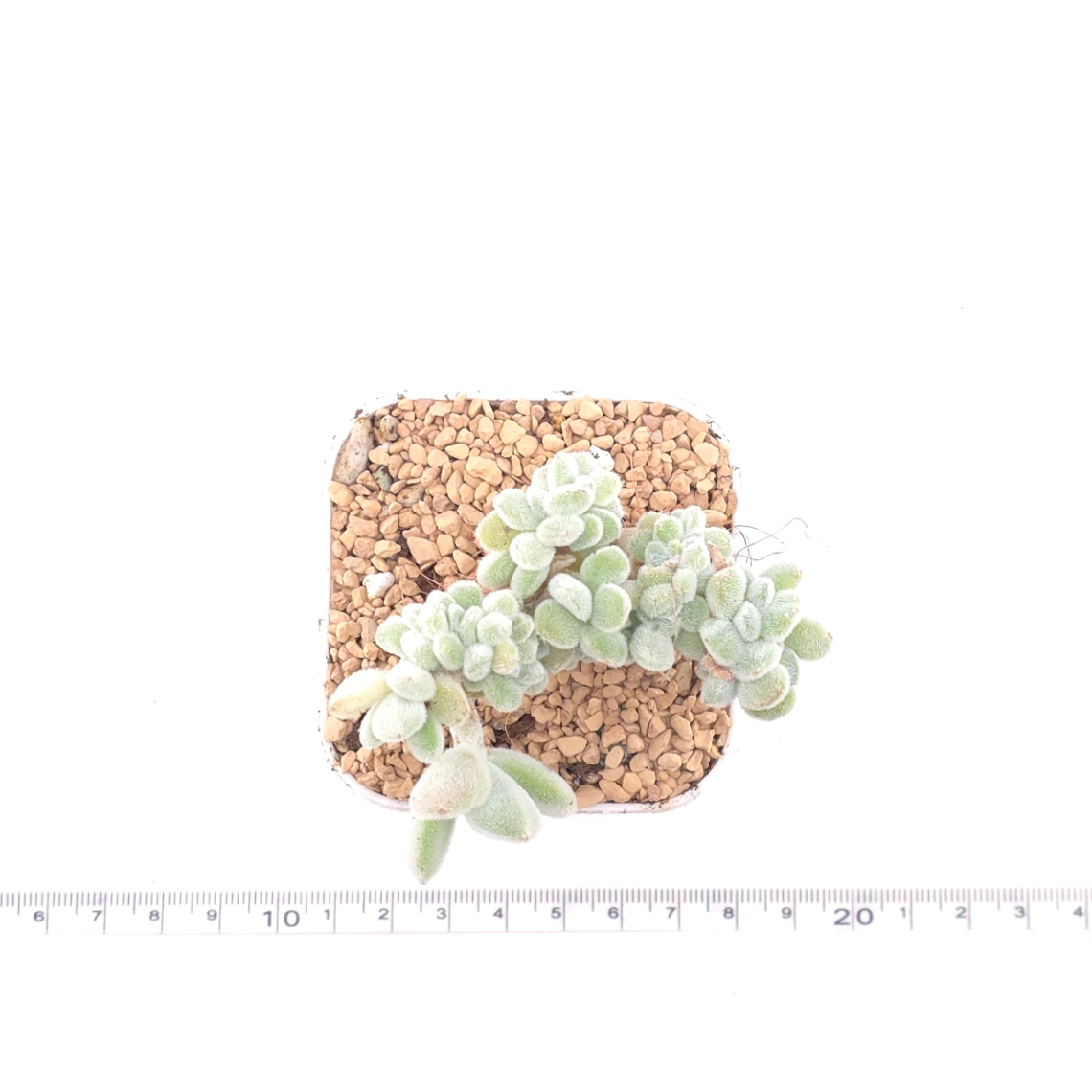 Echeveria ’Frosty' cristata | 雪晃星綴 thumbnail 4