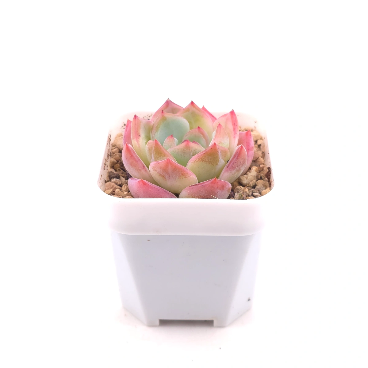 Echeveria ‘Jade Glow’ | 玉輝石蓮 thumbnail 3