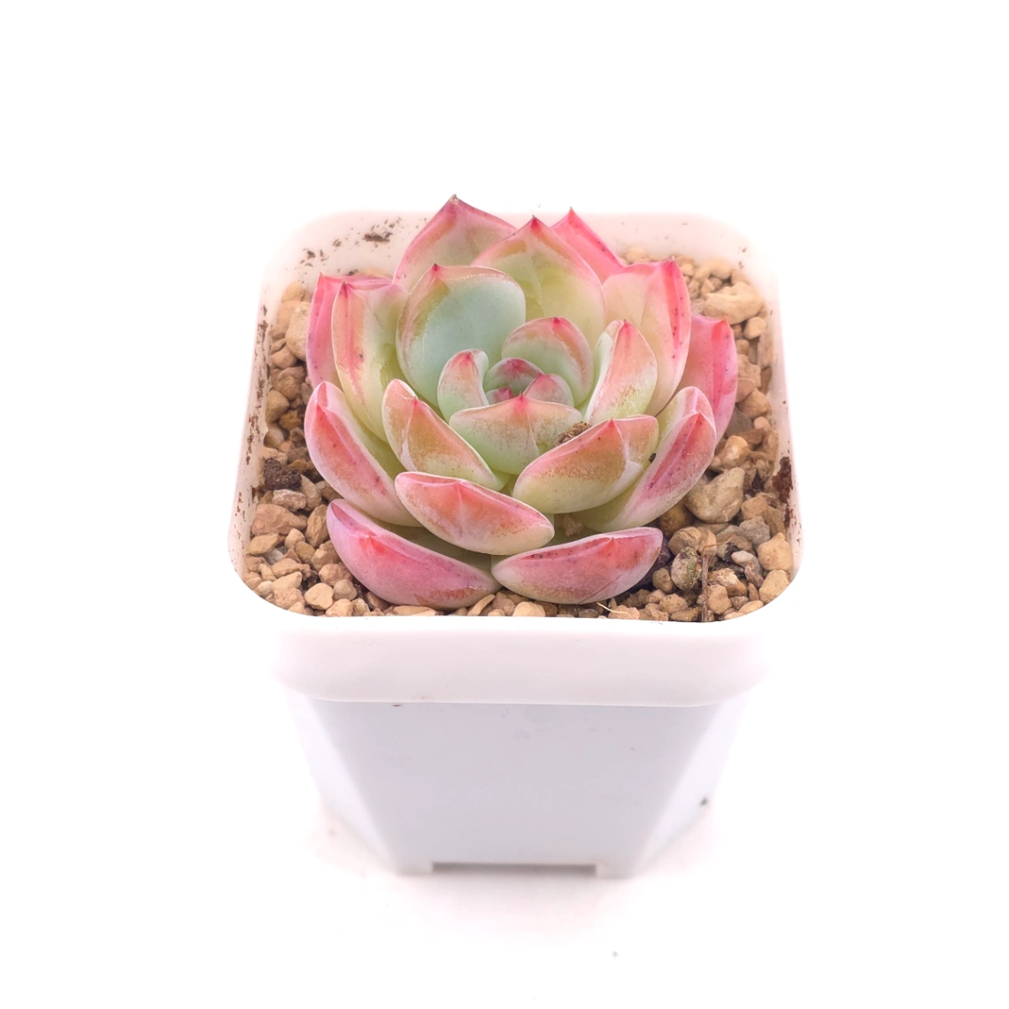 Echeveria ‘Jade Glow’ | 玉輝石蓮 thumbnail 2