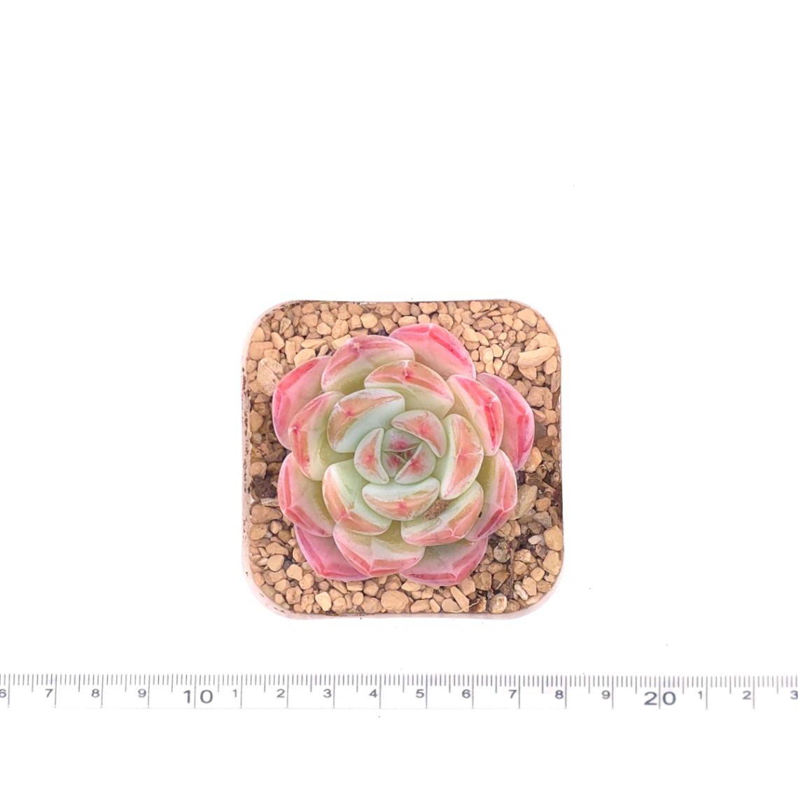 Echeveria ‘Jade Glow’ | 玉輝石蓮 thumbnail 4