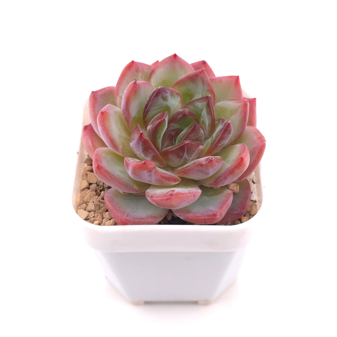 Echeveria ‘Lip Gloss | 唇彩 thumbnail 2