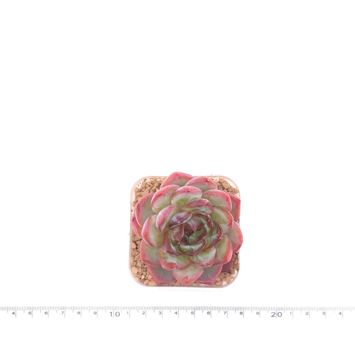 Echeveria ‘Lip Gloss | 唇彩 thumbnail 4