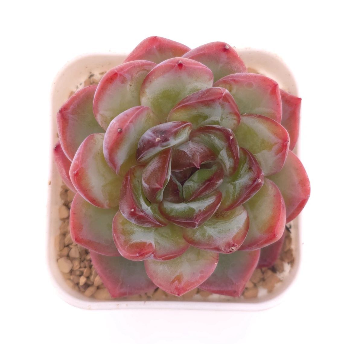 Echeveria ‘Lip Gloss | 唇彩 - View 1
