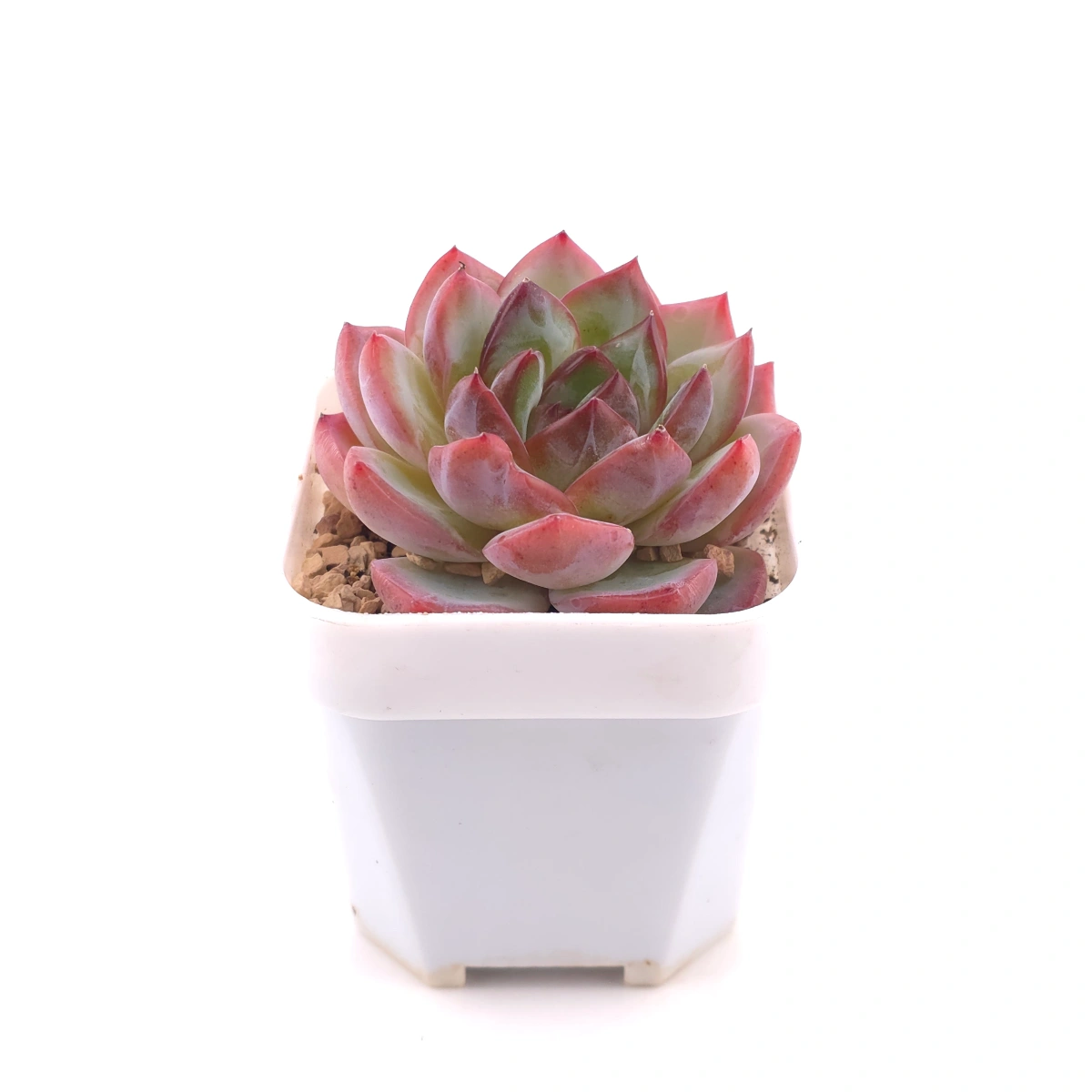 Echeveria ‘Lip Gloss | 唇彩 thumbnail 3