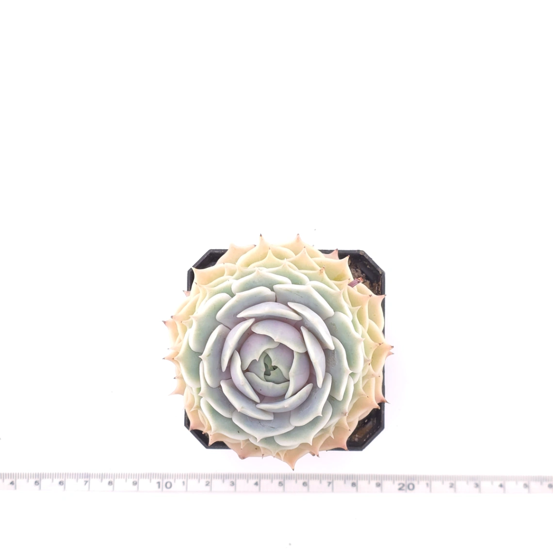 Echeveria ‘Lola’ | 露娜蓮 thumbnail 4