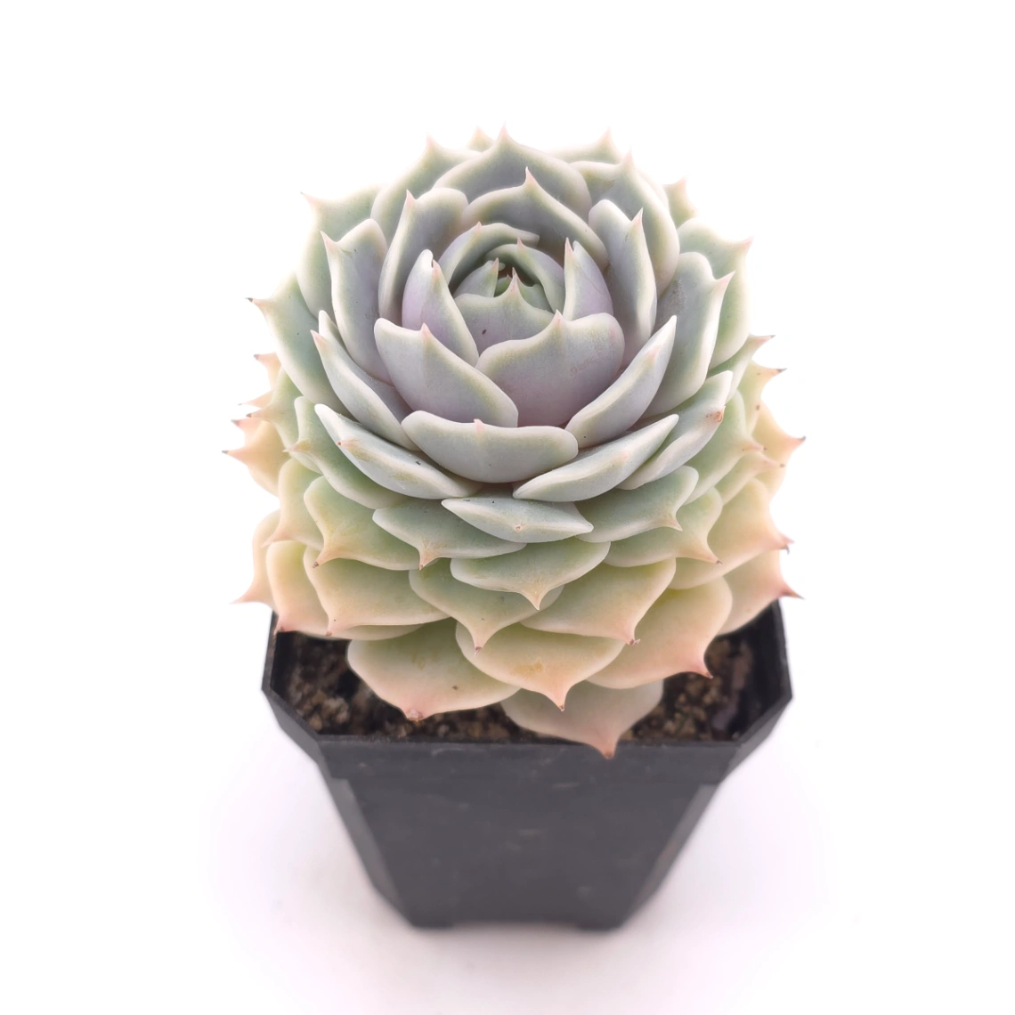 Echeveria ‘Lola’ | 露娜蓮 thumbnail 2