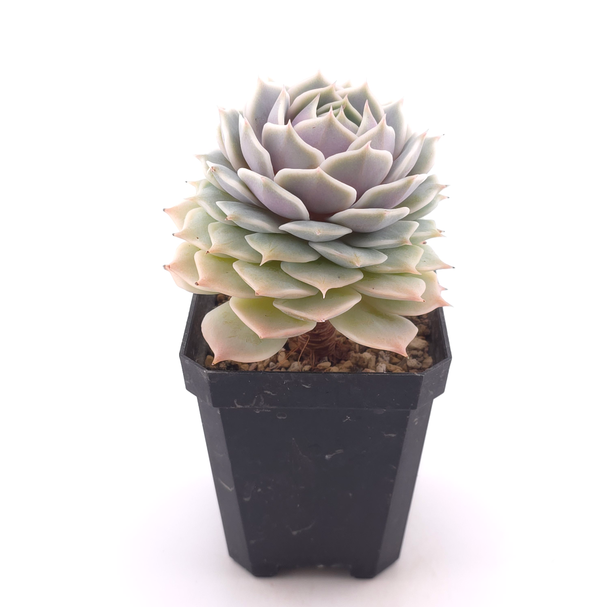 Echeveria ‘Lola’ | 露娜蓮 thumbnail 3