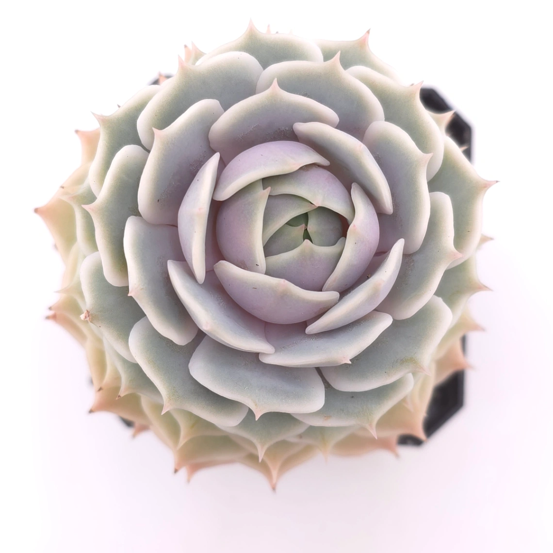 Echeveria ‘Lola’ | 露娜蓮 - View 1