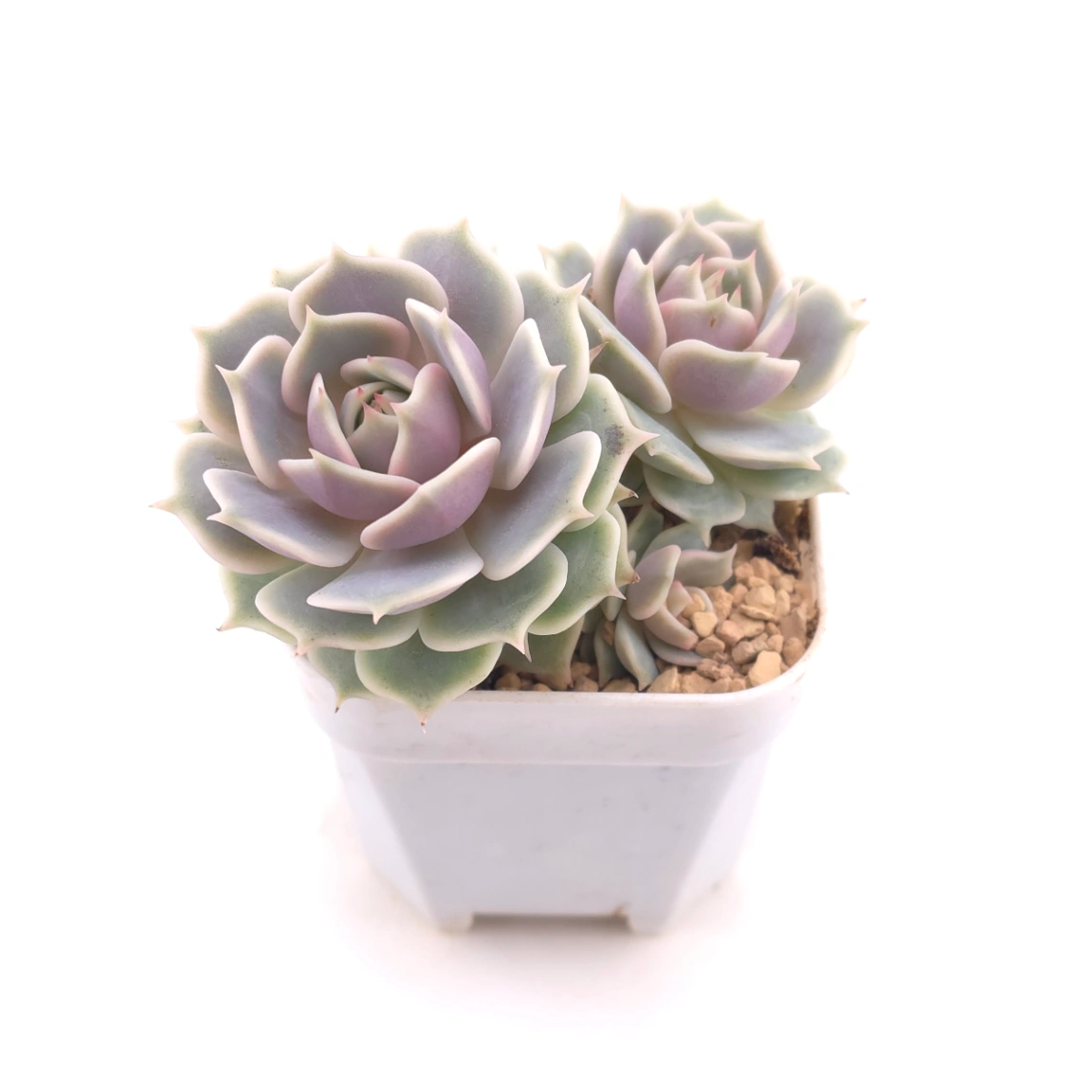 Echeveria ‘Lola’ | 露娜蓮 thumbnail 2